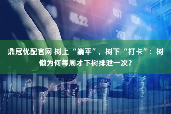 鼎冠优配官网 树上 “躺平”，树下 “打卡”：树懒为何每周才下树排泄一次？